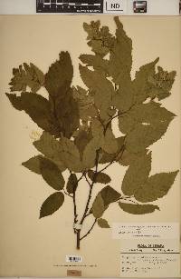 Carpinus caroliniana subsp. virginiana image