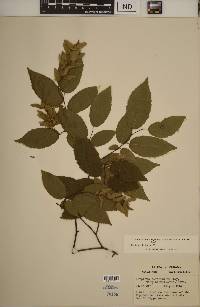 Carpinus caroliniana subsp. virginiana image