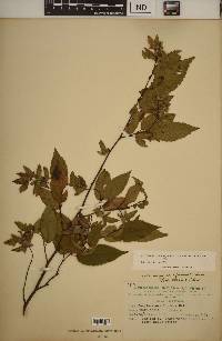 Carpinus caroliniana subsp. virginiana image