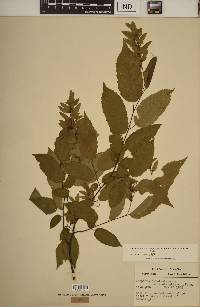 Carpinus caroliniana subsp. virginiana image