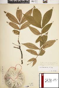 Carya pallida image