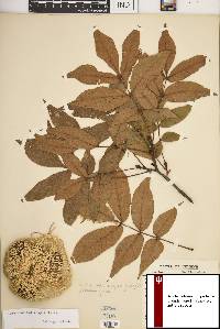 Carya pallida image