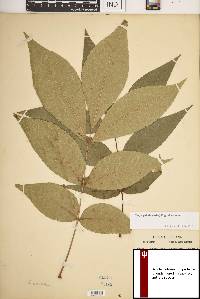 Carya pallida image