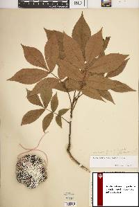 Carya pallida image