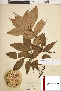 Carya pallida image