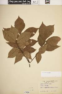 Carya texana image