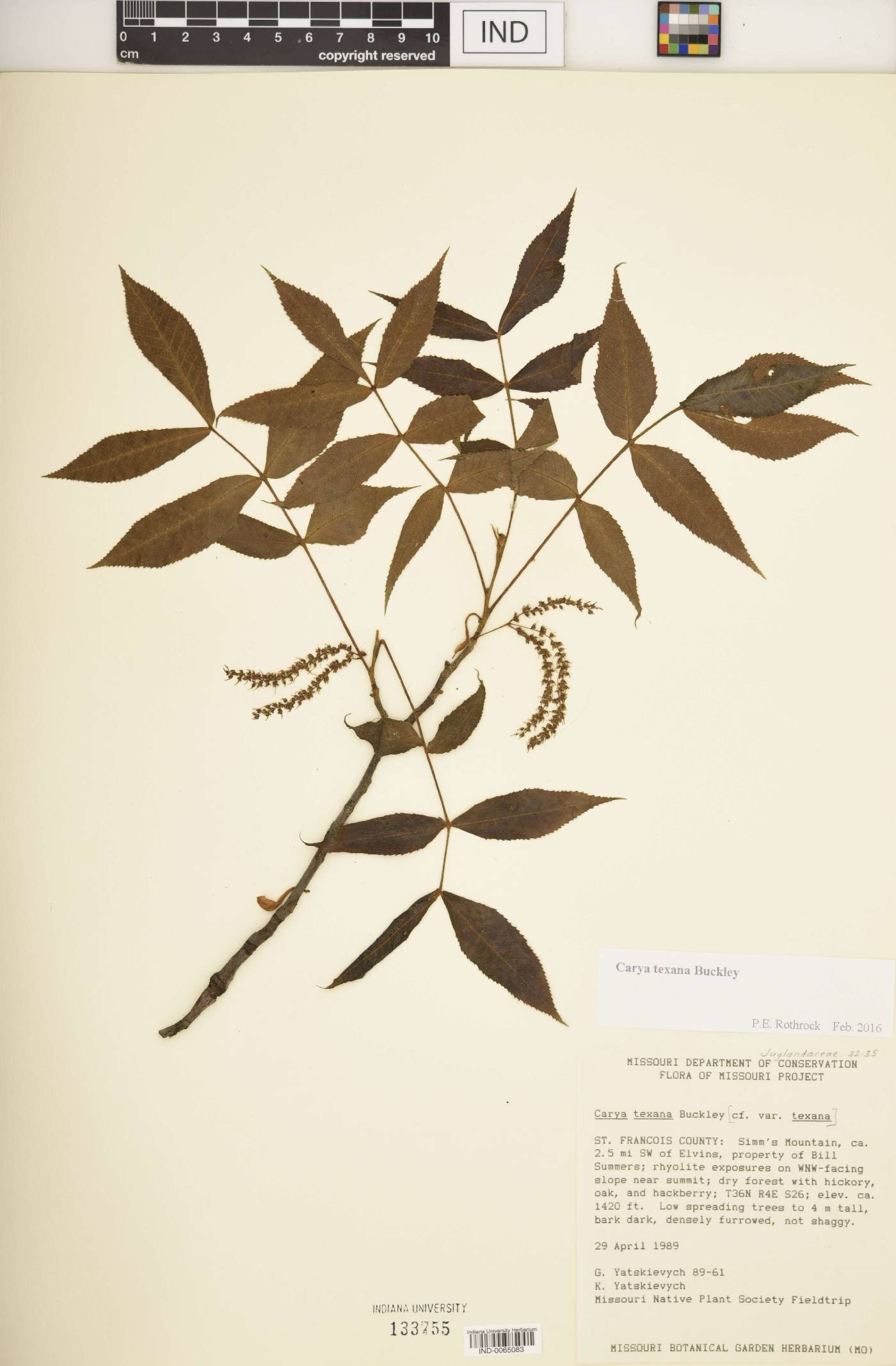 Carya texana image