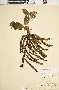 Juglans ailantifolia image