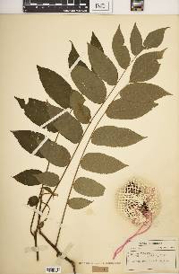 Juglans cinerea image