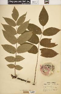 Juglans cinerea image