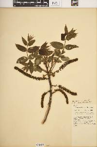 Juglans cinerea image