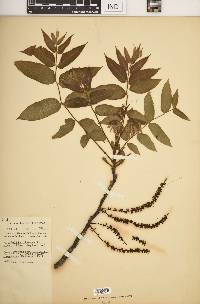 Juglans cinerea image