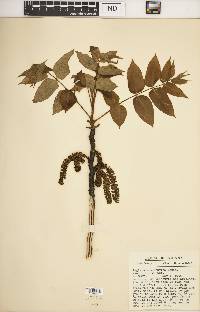 Juglans mandshurica image