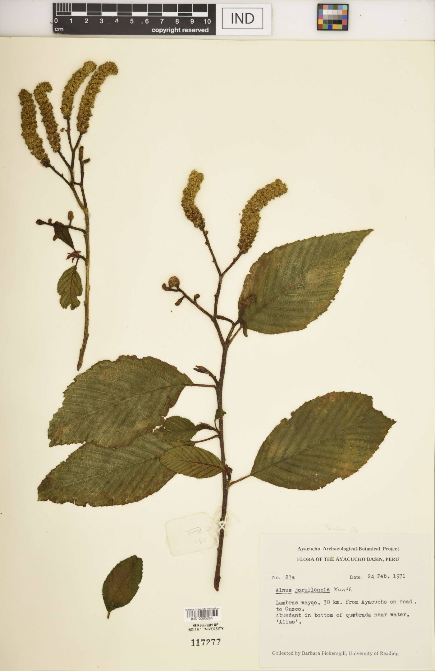 Alnus jorullenis image