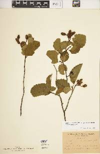 Alnus viridis image