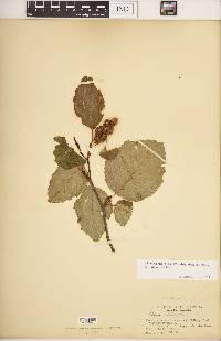 Alnus viridis image