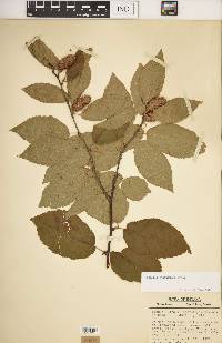 Betula alleghaniensis image