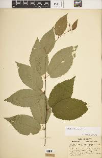 Betula alleghaniensis image