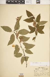 Betula alleghaniensis image