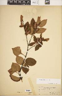 Betula alleghaniensis image