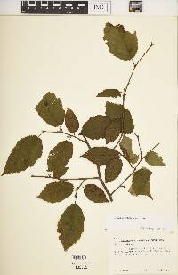 Betula alleghaniensis image