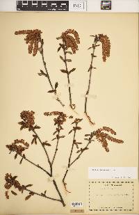 Betula alleghaniensis image