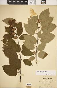 Betula alleghaniensis image