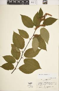 Betula alleghaniensis image