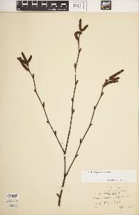 Betula alleghaniensis image