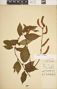 Betula alleghaniensis image