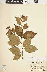 Betula alleghaniensis image