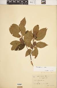 Betula alleghaniensis image