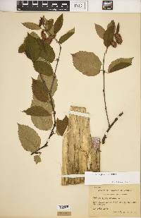 Betula alleghaniensis image