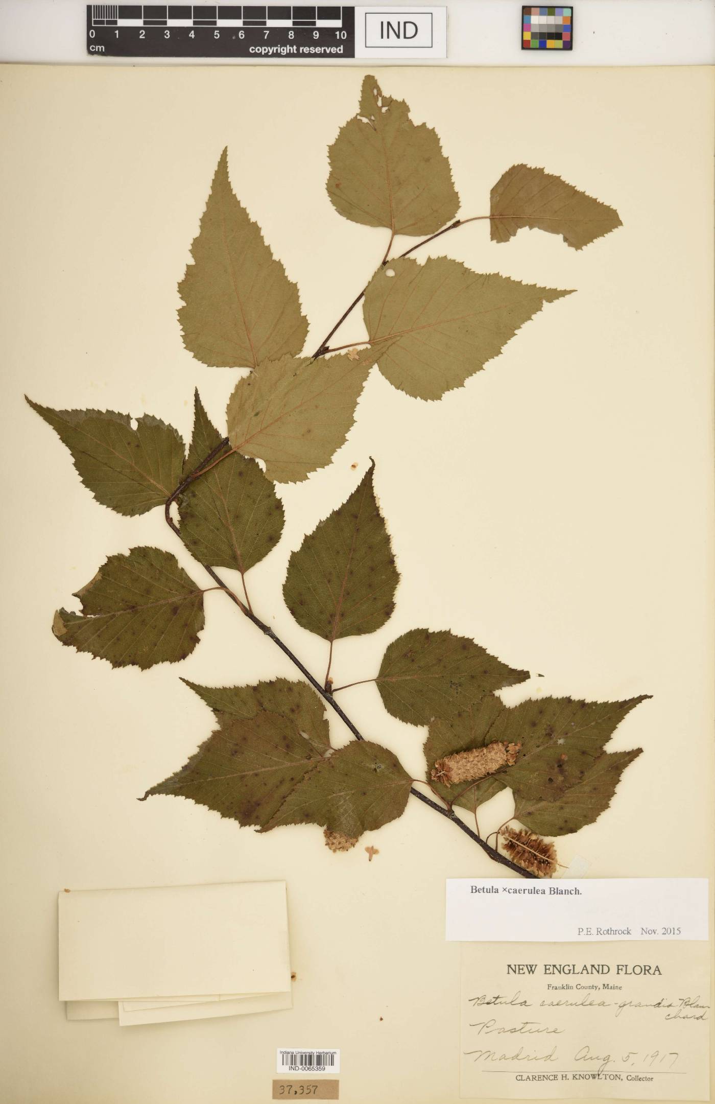 Betula × caerulea image