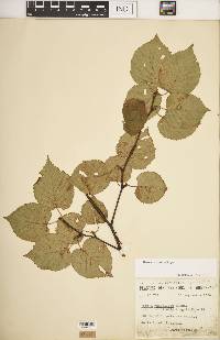 Betula cordifolia image