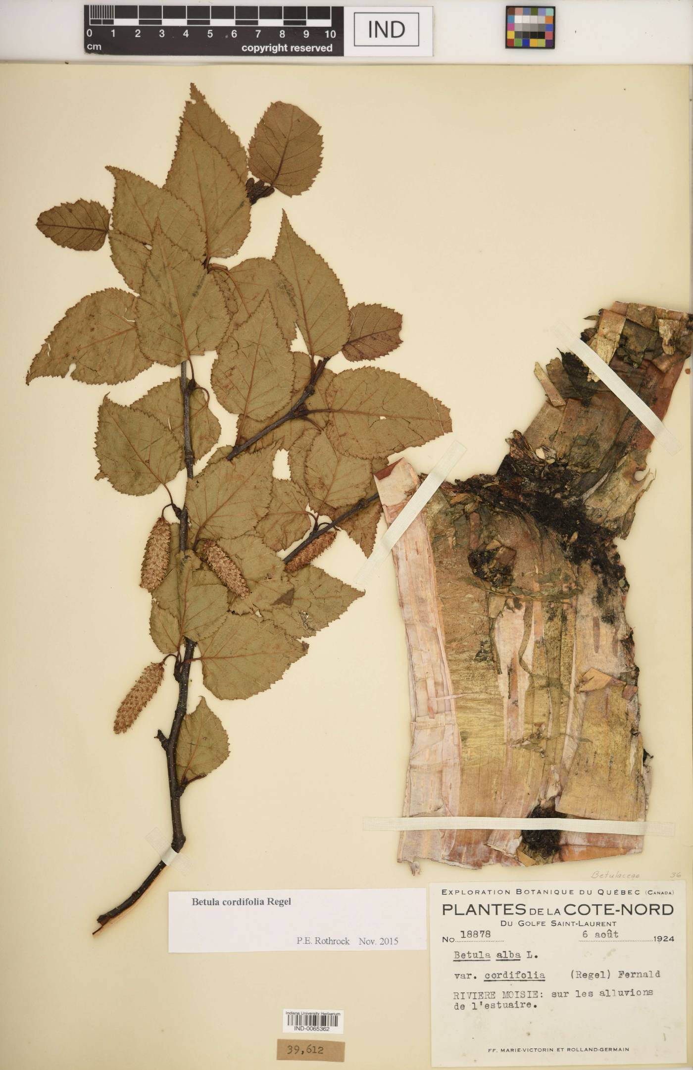 Betula cordifolia image