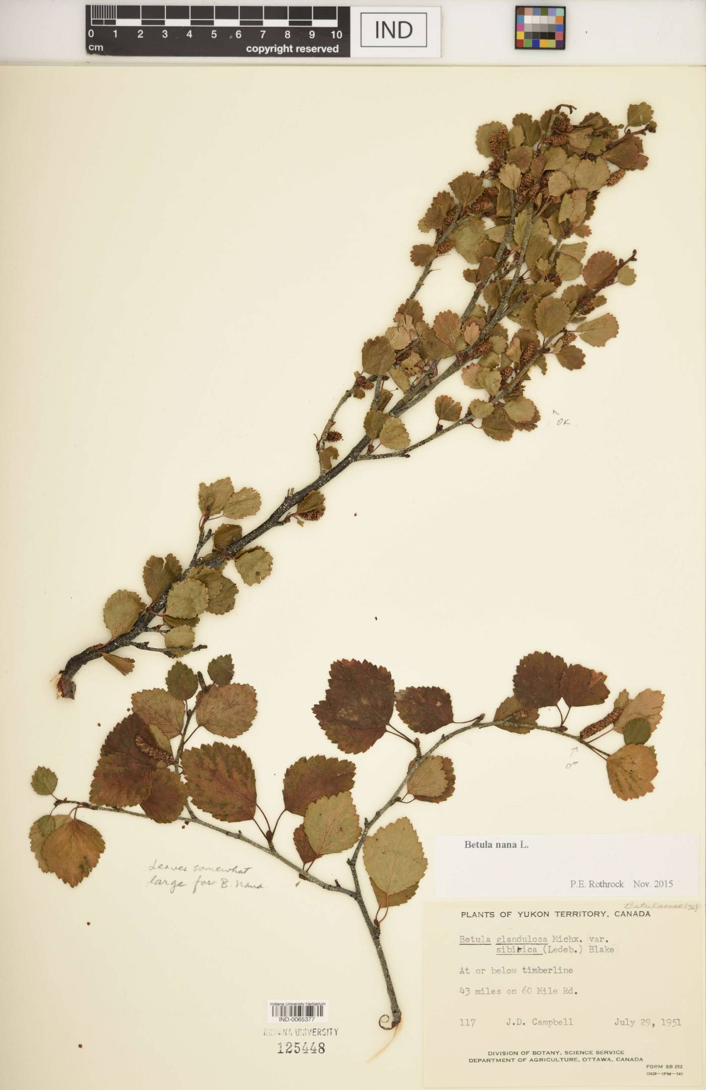 Betula nana image