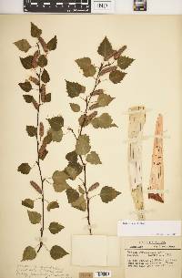 Betula pendula image