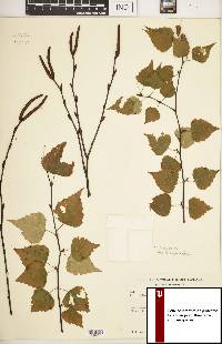 Betula populifolia image