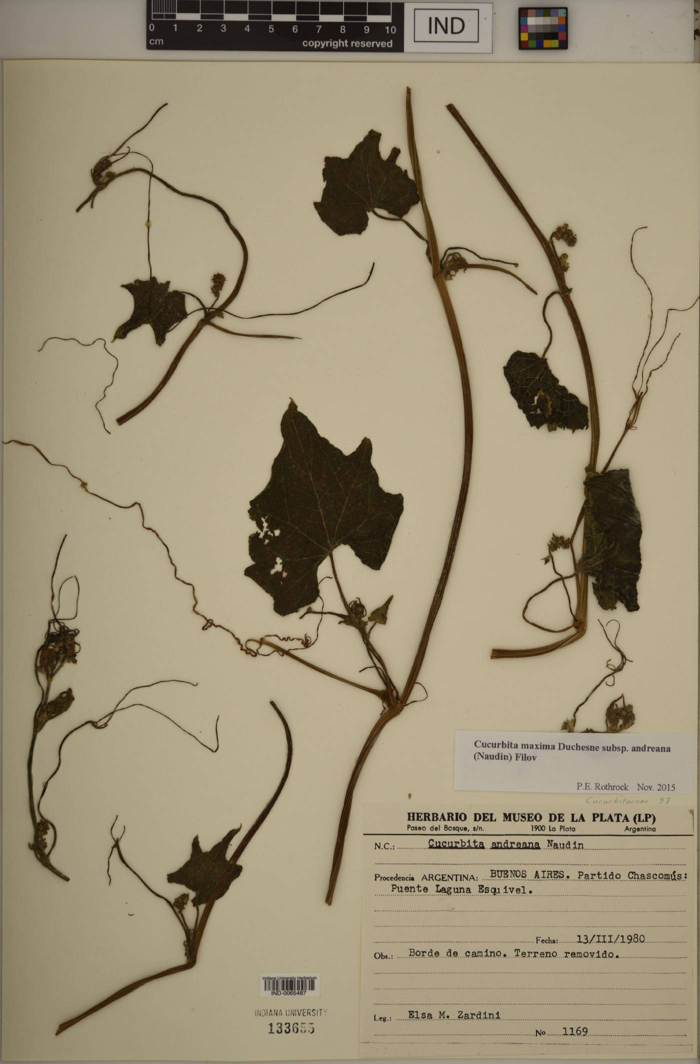 Cucurbita maxima subsp. andreana image