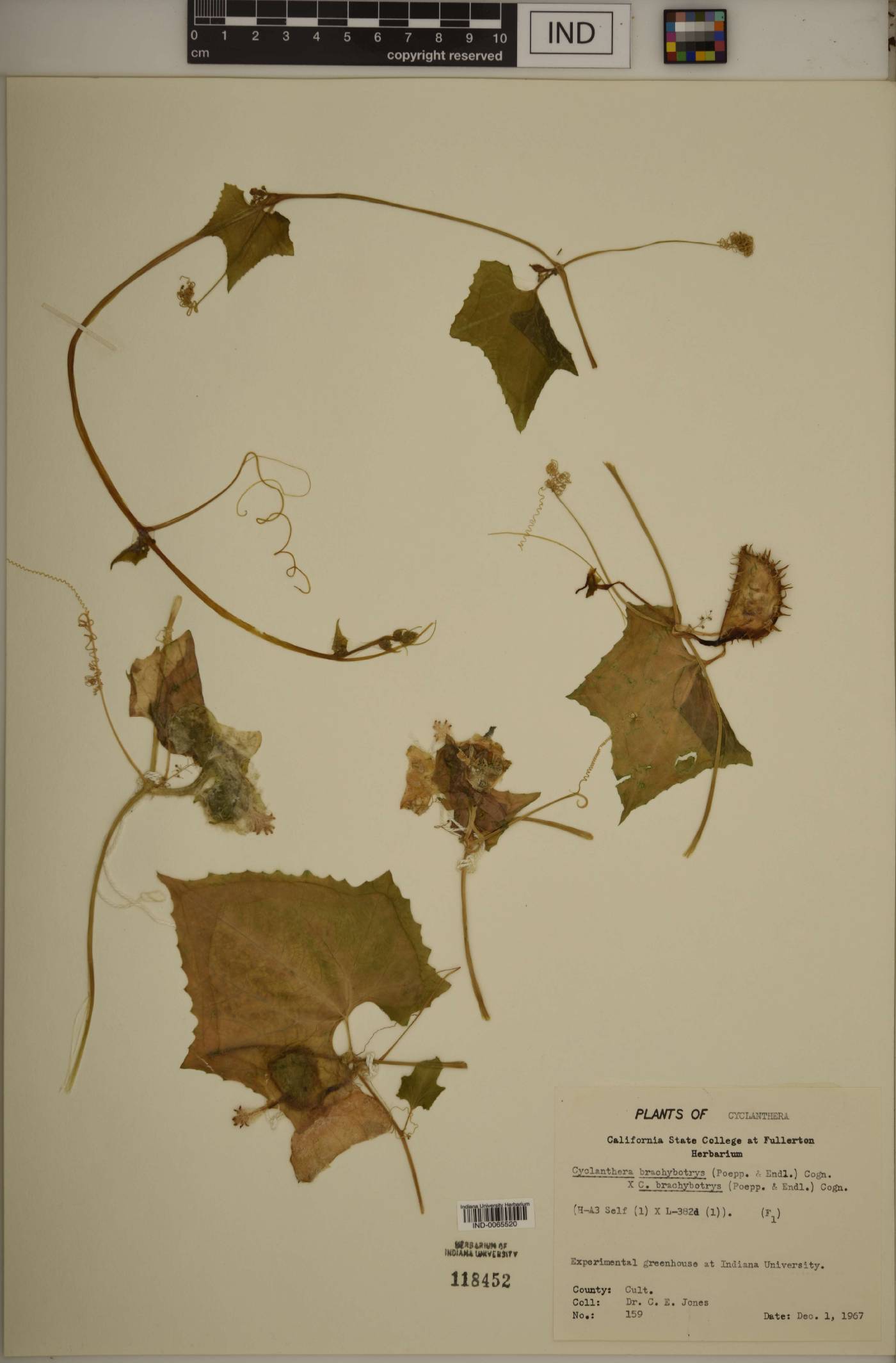 Cyclanthera brachybotrys image