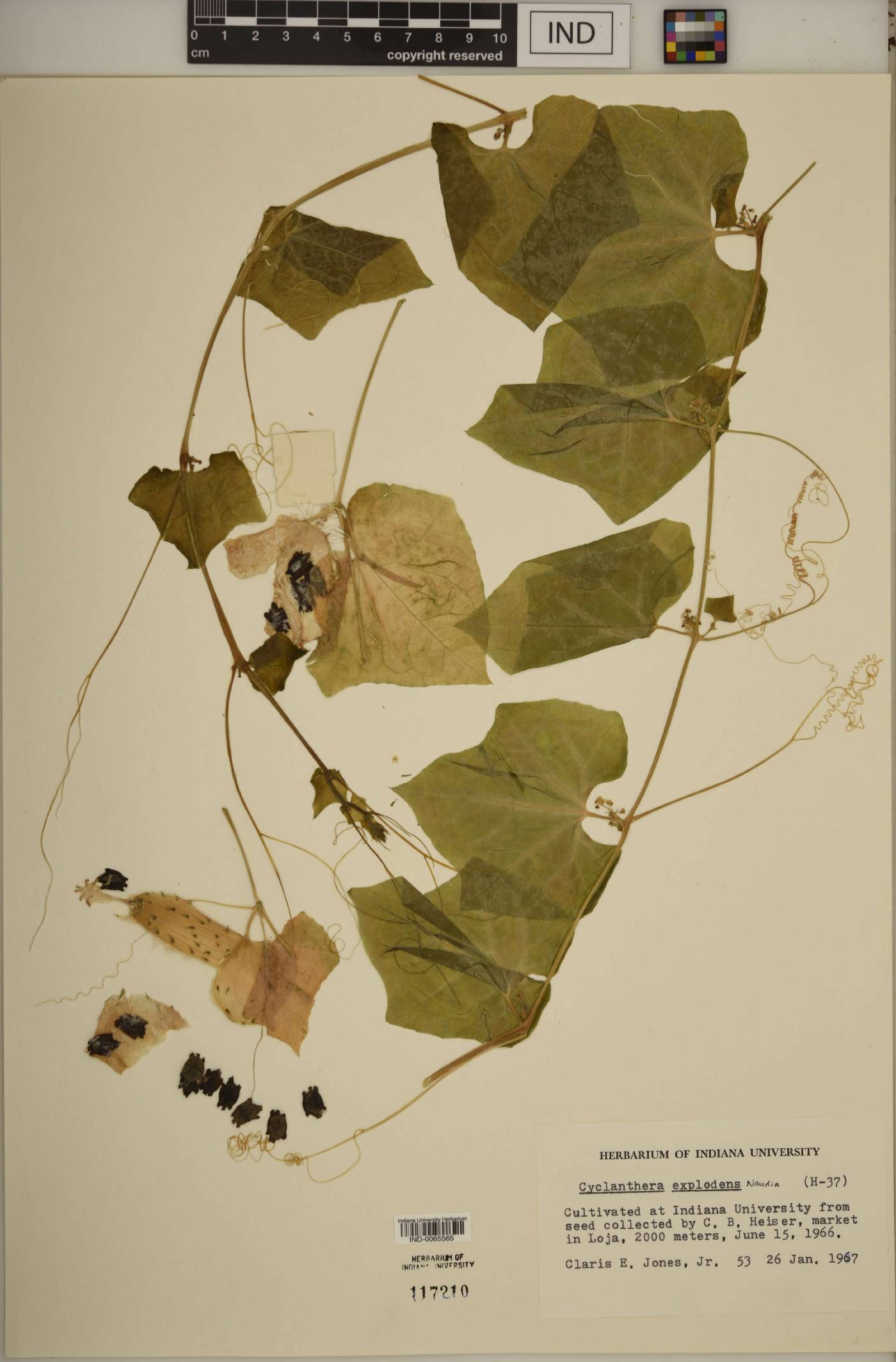 Cyclanthera brachystachya image