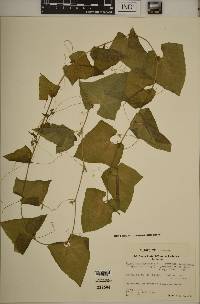Cyclanthera brachystachya image