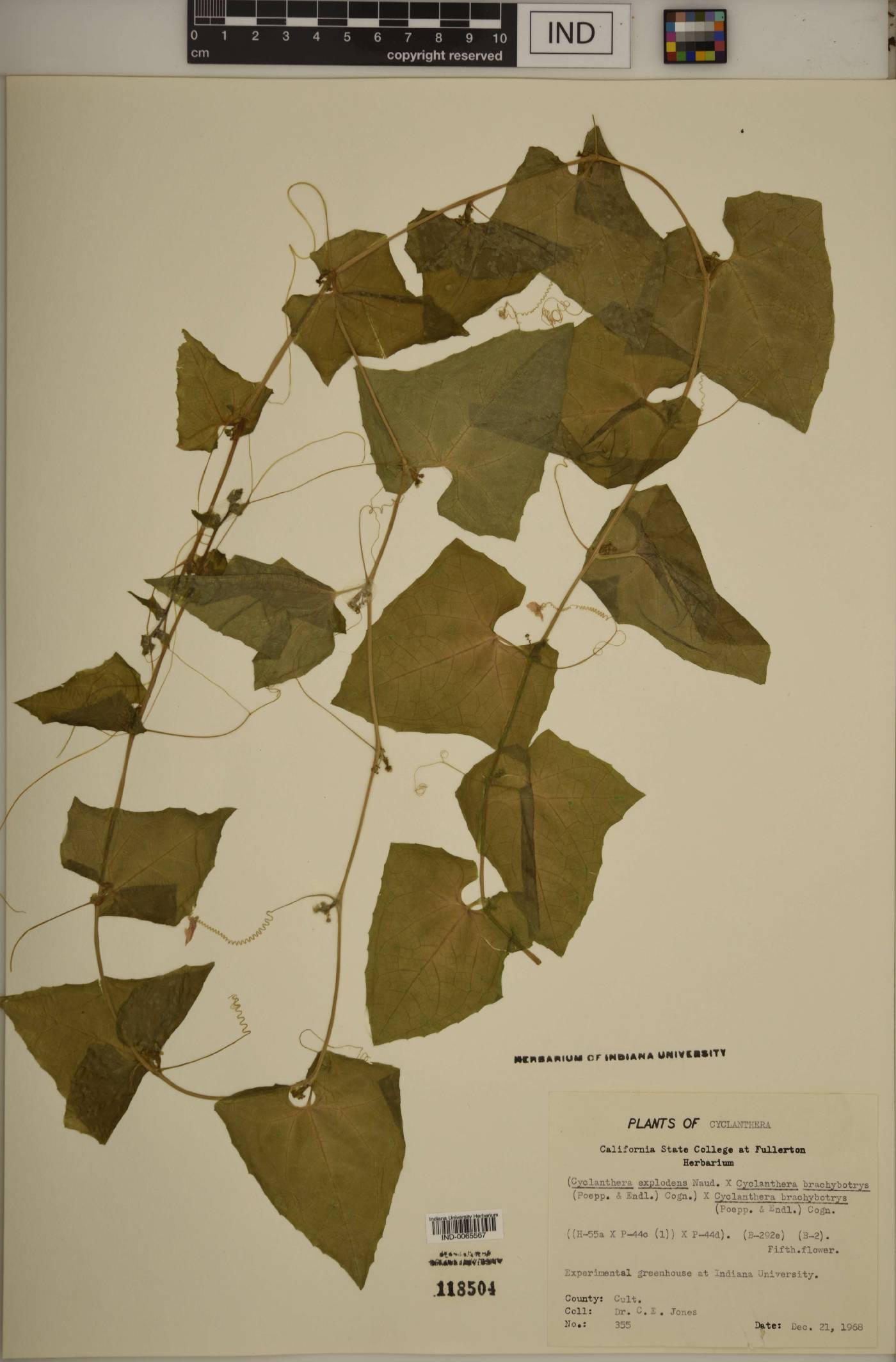 Cyclanthera brachystachya image