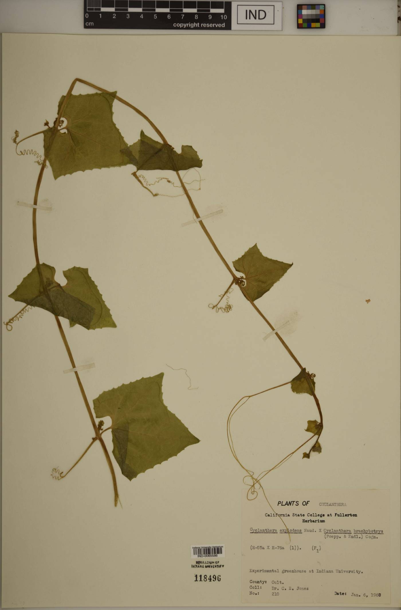 Cyclanthera brachystachya image