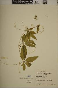 Cyclanthera pedata image
