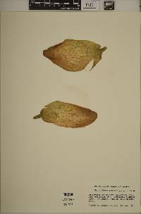 Cyclanthera pedata image