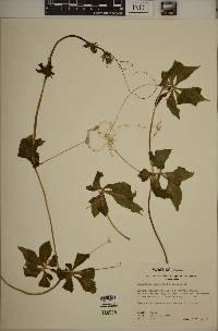 Cyclanthera pedata image