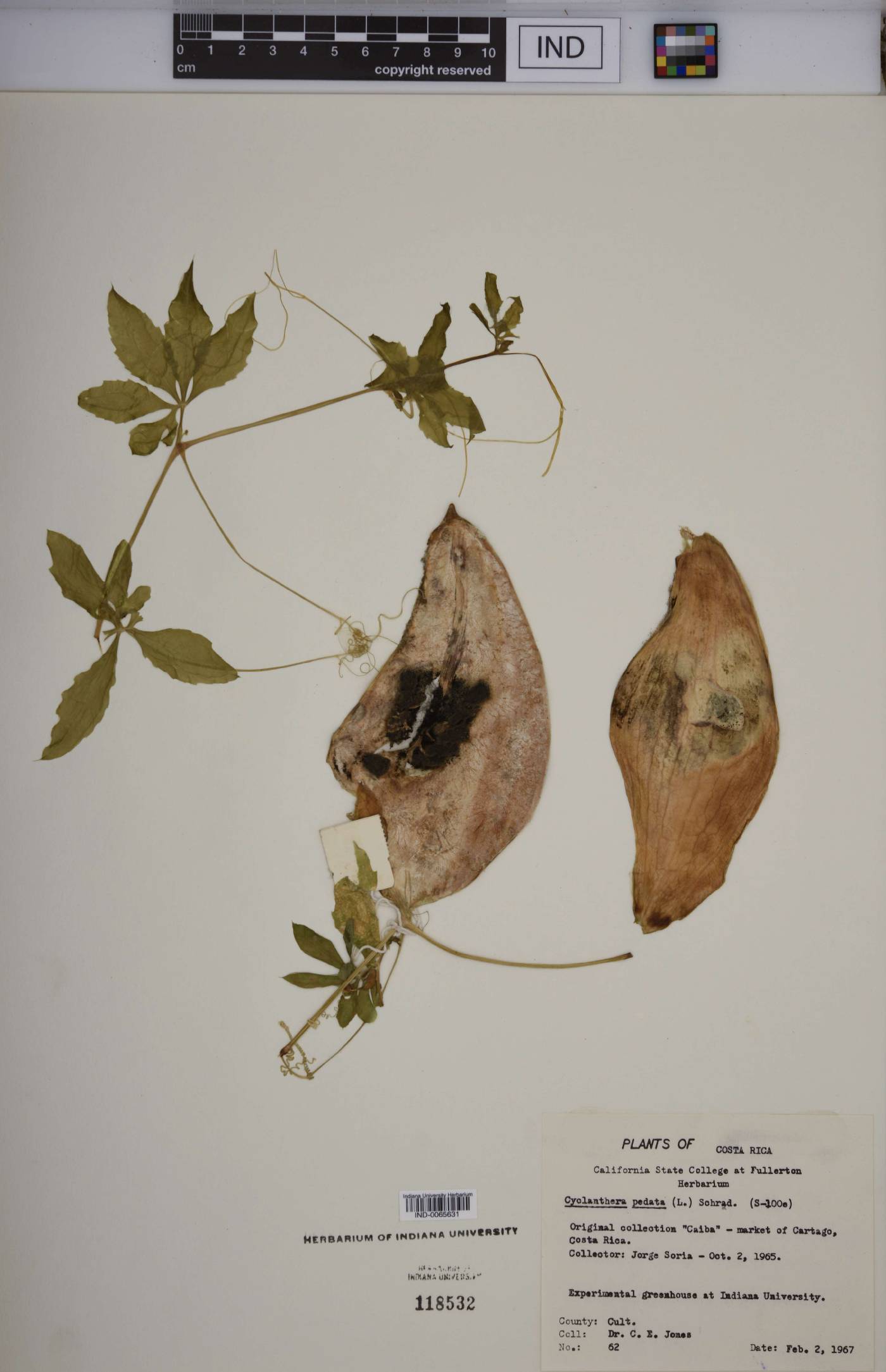 Cyclanthera pedata image