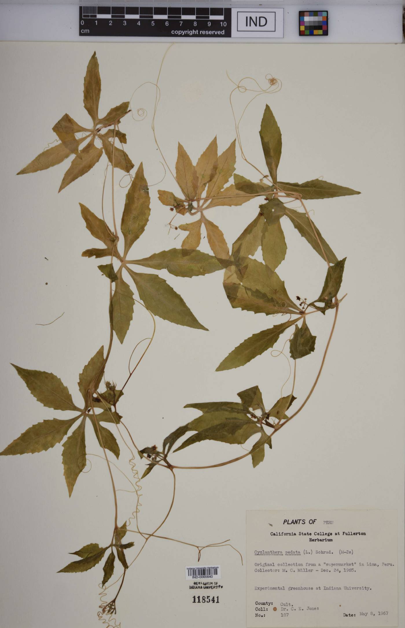 Cyclanthera pedata image